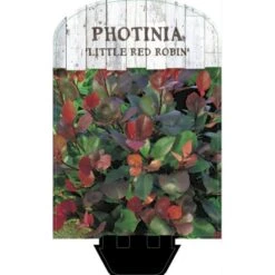 Glansmispel 'Little Red Robin' Photinia Fraseri 'Little Red Robin' Potte 2,0 Liter,- 20-25 Cm. 7 Glansmispel 'Little Red Robin' Photinia Fraseri 'Little Red Robin' Potte 2,0 Liter,- 20-25 Cm. -Osmo Salgsbutik p13157 38461 image ba58