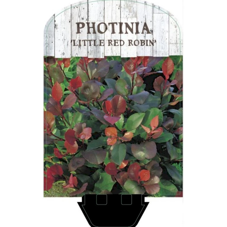 Glansmispel 'Little Red Robin' Photinia Fraseri 'Little Red Robin' Potte 2,0 Liter,- 20-25 Cm. 4 Glansmispel 'Little Red Robin' Photinia Fraseri 'Little Red Robin' Potte 2,0 Liter,- 20-25 Cm. - Billede 4