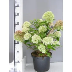 Kompakt Syrén-Hortensia 'Little Lime' Hydrangea Paniculata 'Little Lime' 3,5 Liter Potte