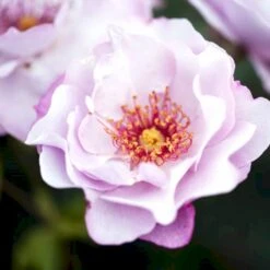 'Odyssey' Rosa X 'Odyssey' (Buketrose) A-Kvalitet,- Barrods Roser Min. 3 Grene -Osmo Salgsbutik p13502 51641 rosa x odyssey buketrose 4ca9