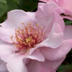 'Odyssey' Rosa X 'Odyssey' (Buketrose) A-Kvalitet,- Barrods Roser Min. 3 Grene -Osmo Salgsbutik p13502 51642 rosa x odyssey buketrose e9f7