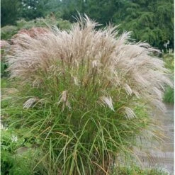 Lav Elefantgræs 'Kleine Silberspinne' Miscanthus Sinensis 'Kleine Silberspinne' Potte 2 Liter. 6 Lav Elefantgræs 'Kleine Silberspinne' Miscanthus Sinensis 'Kleine Silberspinne' Potte 2 Liter. -Osmo Salgsbutik p1351 36701 miscanthus sinensis kleine silberspinne 73bd