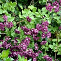 Italiensk Skovranke 'Purpurea Plena Elegans' Clematis Viticella 'Purpurea Plena Elegans' Potte 2,0 Liter,- Opbundet 60-100 Cm -Osmo Salgsbutik p13571 48678 clematis viticella purpurea plena elegans dd95