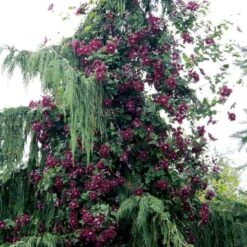 Italiensk Skovranke 'Purpurea Plena Elegans' Clematis Viticella 'Purpurea Plena Elegans' Potte 2,0 Liter,- Opbundet 60-100 Cm -Osmo Salgsbutik p13571 48679 clematis viticella purpurea plena elegans 6dec