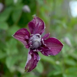 Italiensk Skovranke 'Purpurea Plena Elegans' Clematis Viticella 'Purpurea Plena Elegans' Potte 2,0 Liter,- Opbundet 60-100 Cm -Osmo Salgsbutik p13571 48680 clematis viticella purpurea plena elegans 36b3