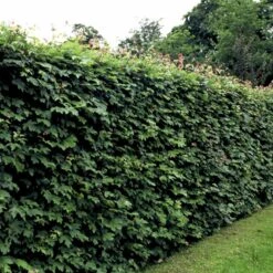 Naur Acer Campestre Solitær Busk 150-200 Cm. Høj,- 60-100 Cm. Bred. -Osmo Salgsbutik p13 54048 acer campestre 374c