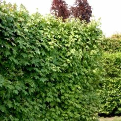 Naur Acer Campestre Solitær Busk 150-200 Cm. Høj,- 60-100 Cm. Bred. -Osmo Salgsbutik p13 54049 acer campestre cdc3
