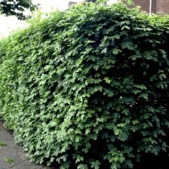 Naur Acer Campestre Solitær Busk 150-200 Cm. Høj,- 60-100 Cm. Bred. -Osmo Salgsbutik p13 54050 acer campestre 3c41