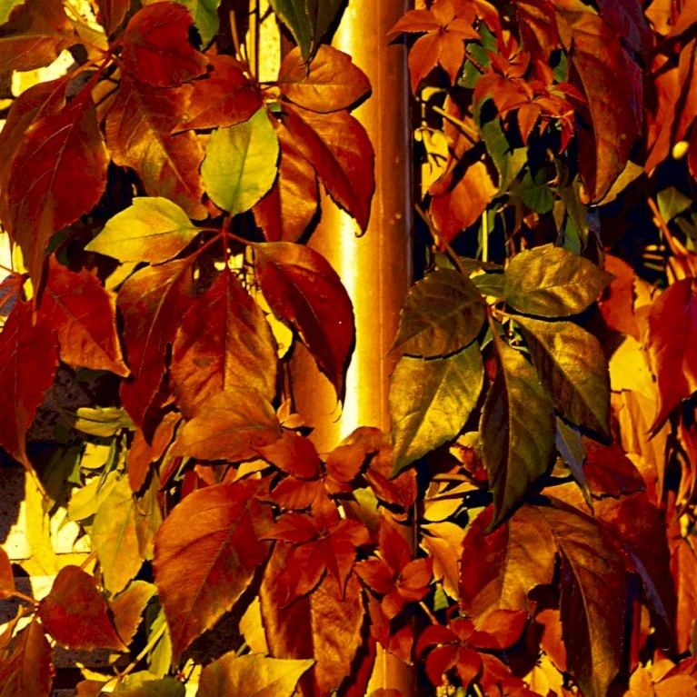 Klatrevildvin 'Engelmanii' Parthenocissus Quinquefolia 'Engelmannii' Potte 5,0 Liter,- Opbundet 80-100 Cm. 1 Klatrevildvin 'Engelmanii' Parthenocissus Quinquefolia 'Engelmannii' Potte 5,0 Liter,- Opbundet 80-100 Cm.