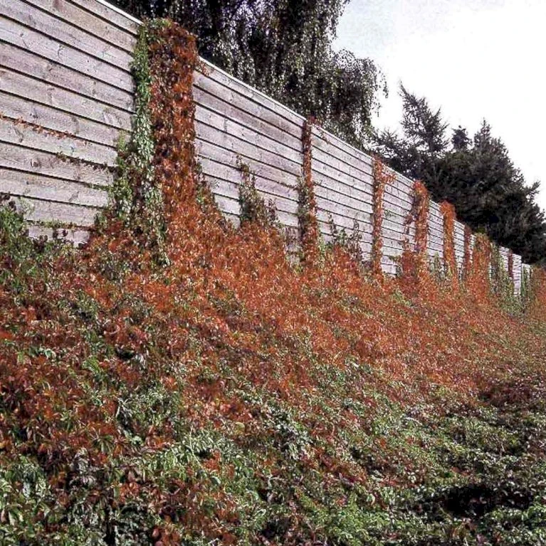 Klatrevildvin 'Engelmanii' Parthenocissus Quinquefolia 'Engelmannii' Potte 5,0 Liter,- Opbundet 80-100 Cm. 4 Klatrevildvin 'Engelmanii' Parthenocissus Quinquefolia 'Engelmannii' Potte 5,0 Liter,- Opbundet 80-100 Cm. - Billede 4