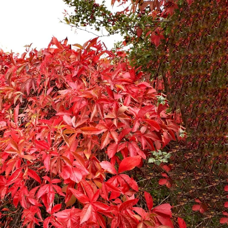 Klatrevildvin 'Engelmanii' Parthenocissus Quinquefolia 'Engelmannii' Potte 5,0 Liter,- Opbundet 80-100 Cm. 5 Klatrevildvin 'Engelmanii' Parthenocissus Quinquefolia 'Engelmannii' Potte 5,0 Liter,- Opbundet 80-100 Cm. - Billede 5