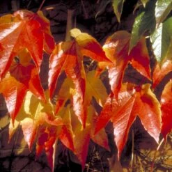 Rådhusvin 'Veitchii' Parthenocissus Tricuspidata 'Veitchii' Potte 5,0 Liter,- Opbundet 80-100 Cm.