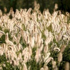 Lampepudsergræs 'Hameln' Pennisetum Alopecuroides 'Hameln' 1 Liter Potte -Osmo Salgsbutik p1407 50911 pennisetum alopecuroides hameln b42c