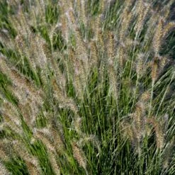 Lampepudsergræs 'Hameln' Pennisetum Alopecuroides 'Hameln' 1 Liter Potte -Osmo Salgsbutik p1407 50912 pennisetum alopecuroides hameln e96b
