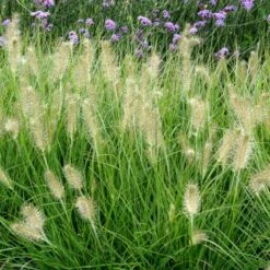 Lampepudsergræs 'Hameln' Pennisetum Alopecuroides 'Hameln' 1 Liter Potte -Osmo Salgsbutik p1407 50914 pennisetum alopecuroides hameln 9aa0