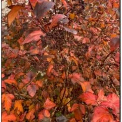 Blærespiræa 'Diabolo' Physocarphus Op. 'Diabolo' Solitær Busk 150-200 Cm. - Med Klump -Osmo Salgsbutik p1455 36852 physocarphus op diablo 0d03