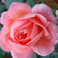 'From Far Away'™ Rosa X 'From Far Away'™ (Buketrose) A-Kvalitet,- Barrods Roser Min. 3 Grene -Osmo Salgsbutik p14574 51492 rosa x from far away buketrose 7cca