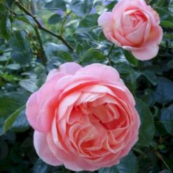'From Far Away'™ Rosa X 'From Far Away'™ (Buketrose) A-Kvalitet,- Barrods Roser Min. 3 Grene -Osmo Salgsbutik p14574 51493 rosa x from far away buketrose 9c78