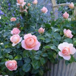 'From Far Away'™ Rosa X 'From Far Away'™ (Buketrose) A-Kvalitet,- Barrods Roser Min. 3 Grene -Osmo Salgsbutik p14574 51494 rosa x from far away buketrose 7472