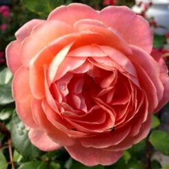 'From Far Away'™ Rosa X 'From Far Away'™ (Buketrose) A-Kvalitet,- Barrods Roser Min. 3 Grene -Osmo Salgsbutik p14574 51495 rosa x from far away buketrose 7189