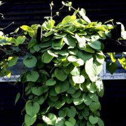 Tobakspibeplante Aristolochia Macrophylla Potte 5,0 Liter,- Opbundet 100-150 Cm. -Osmo Salgsbutik p146 48508 aristolochia macrophylla 24cb