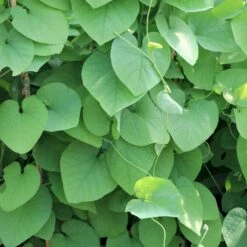 Tobakspibeplante Aristolochia Macrophylla Potte 5,0 Liter,- Opbundet 100-150 Cm. -Osmo Salgsbutik p146 50532 aristolochia macrophylla a035