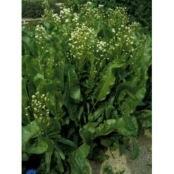 Peberrod Armoracia Rusticana 1 Liter Potte