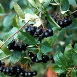 Storfrugtet Surbær Aronia Melanocarpa Solitær Busk 125-150 Cm., Med Klump