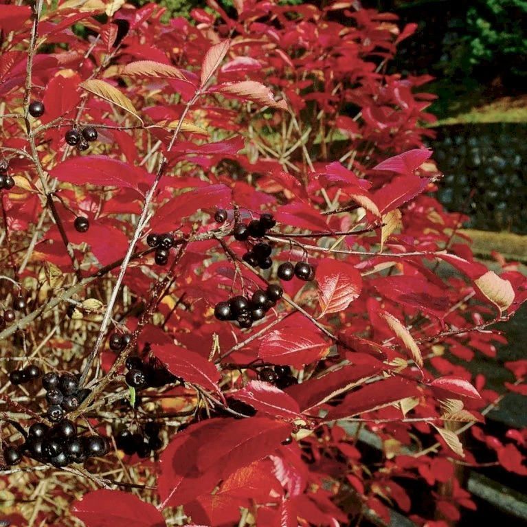Storfrugtet Surbær Aronia Melanocarpa Solitær Busk 125-150 Cm., Med Klump 3 Storfrugtet Surbær Aronia Melanocarpa Solitær Busk 125-150 Cm., Med Klump - Billede 3