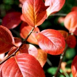 Storfrugtet Surbær Aronia Melanocarpa Solitær Busk 125-150 Cm., Med Klump 10 Storfrugtet Surbær Aronia Melanocarpa Solitær Busk 125-150 Cm., Med Klump -Osmo Salgsbutik p150 54054 aronia melanocarpa 342a