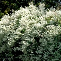 Arkitektens Trøst Polygonum Aubertii Potte 2,0 Liter,- Opbundet