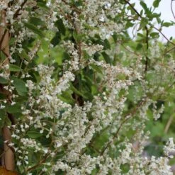 Arkitektens Trøst Polygonum Aubertii Potte 2,0 Liter,- Opbundet -Osmo Salgsbutik p1522 50626 polygonum aubertii 004c