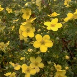 Buskpotentil 'Goldfinger' Potentilla Fruticosa 'Goldfinger' Potte 2,0 Liter,- 25-30 Cm. -Osmo Salgsbutik p1550 47482 potentilla fruticosa goldfinger 289a