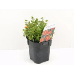 Buskpotentil 'Red Ace' Potentilla Fruticosa 'Red Ace' Potte 2,0 Liter,- 25-30 Cm.