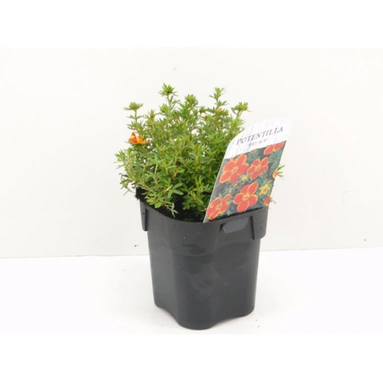 Buskpotentil 'Red Ace' Potentilla Fruticosa 'Red Ace' Potte 2,0 Liter,- 25-30 Cm. 1 Buskpotentil 'Red Ace' Potentilla Fruticosa 'Red Ace' Potte 2,0 Liter,- 25-30 Cm.