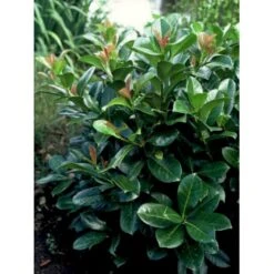 Kirsebærlaurbær 'Etna' Prunus Laurocerasus 'Etna' Opstammet 180 Cm. 12 Liter Potte -Osmo Salgsbutik p1609 1285 prunus laurocerasus etna 12db