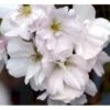 Japansk Søjlekirsebær Prunus Serrulata 'Amanogawa' Solitær Busk 150-200 Cm. - Med Klump