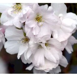Japansk Søjlekirsebær Prunus Serrulata 'Amanogawa' Solitær Busk 150-200 Cm. - Med Klump