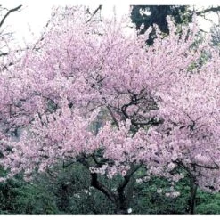 Oktoberkirsebær Prunus Subhirtella Autumnalis Med Klump,- 125-150 Cm.