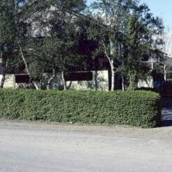 Fjeldribs Ribes Alpinum Barrods,- 4 års (2/2) 30-60 Cm.