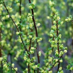 Fremhævede Produkter -Osmo Salgsbutik p1700 54097 ribes alpinum 101e