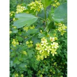 Guldribs Ribes Aureum Med Klump,- 125-150 Cm.