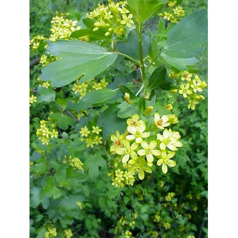 Guldribs Ribes Aureum Med Klump,- 125-150 Cm. 1 Guldribs Ribes Aureum Med Klump,- 125-150 Cm.