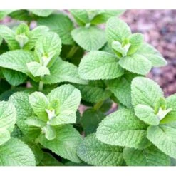Æblemynte Mentha Suaveolens 'Apfelminze' 1 Liter Potte