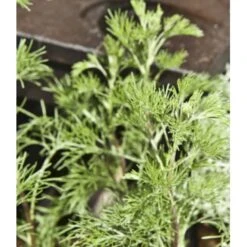 Malurt 'Cola' Artemisia Alba 'Cola' 1 Liter Potte