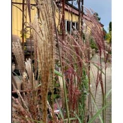 Elefantgræs 'Flamingo' Miscanthus 'Flamingo' 3,0 Liter Potte 5 Elefantgræs 'Flamingo' Miscanthus 'Flamingo' 3,0 Liter Potte -Osmo Salgsbutik p17848 38526 elefantgraes 1f2a