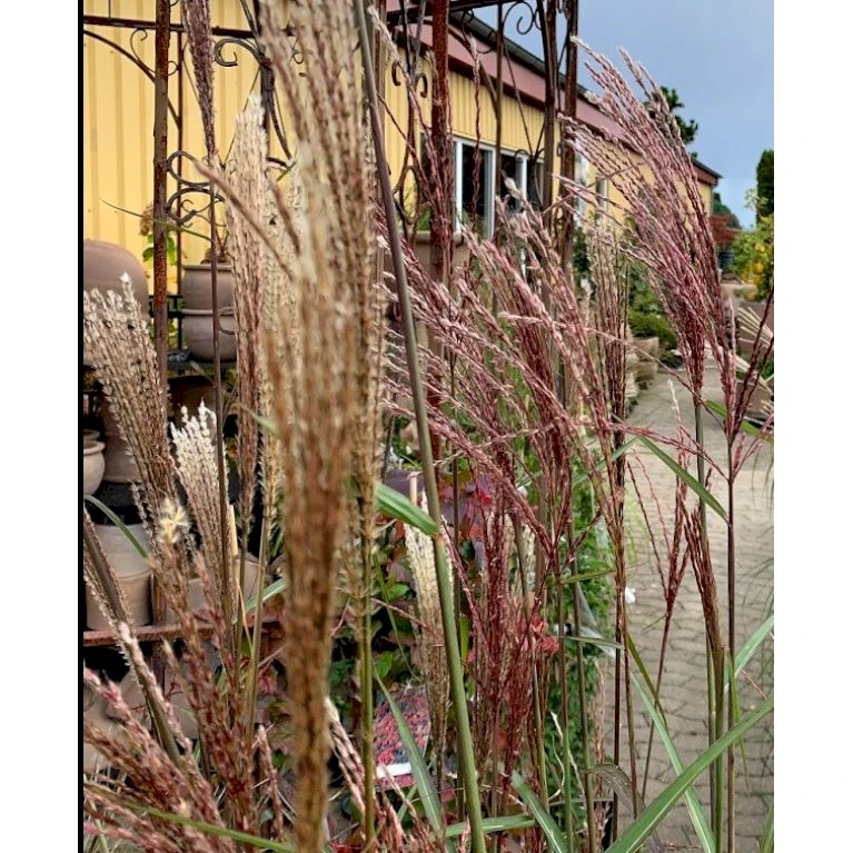 Elefantgræs 'Flamingo' Miscanthus 'Flamingo' 3,0 Liter Potte 3 Elefantgræs 'Flamingo' Miscanthus 'Flamingo' 3,0 Liter Potte - Billede 3