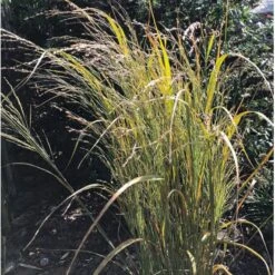 Rishirse Stålblå 'Northwind' Panicum Virgatum 'Northwind' 5 Liter Potte -Osmo Salgsbutik p17850 36572 panicum virgatum northwind b694