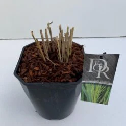 Rishirse Stålblå 'Northwind' Panicum Virgatum 'Northwind' 5 Liter Potte -Osmo Salgsbutik p17850 38211 image a5c7