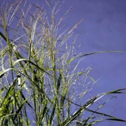 Rishirse Stålblå 'Northwind' Panicum Virgatum 'Northwind' 5 Liter Potte -Osmo Salgsbutik p17850 52380 panicum virgatum northwind 7072